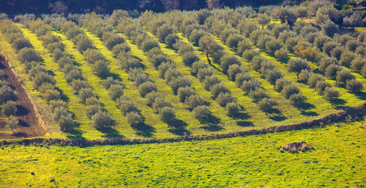 Vista aerea uliveto