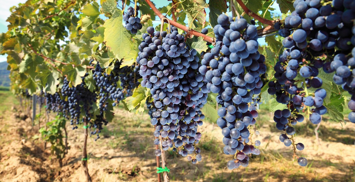 grappoli di uva